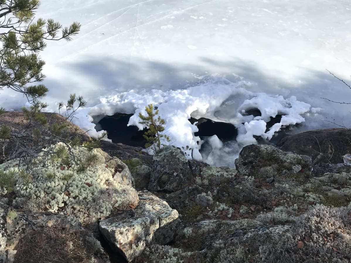 Saimaannorpan poikaspesä.