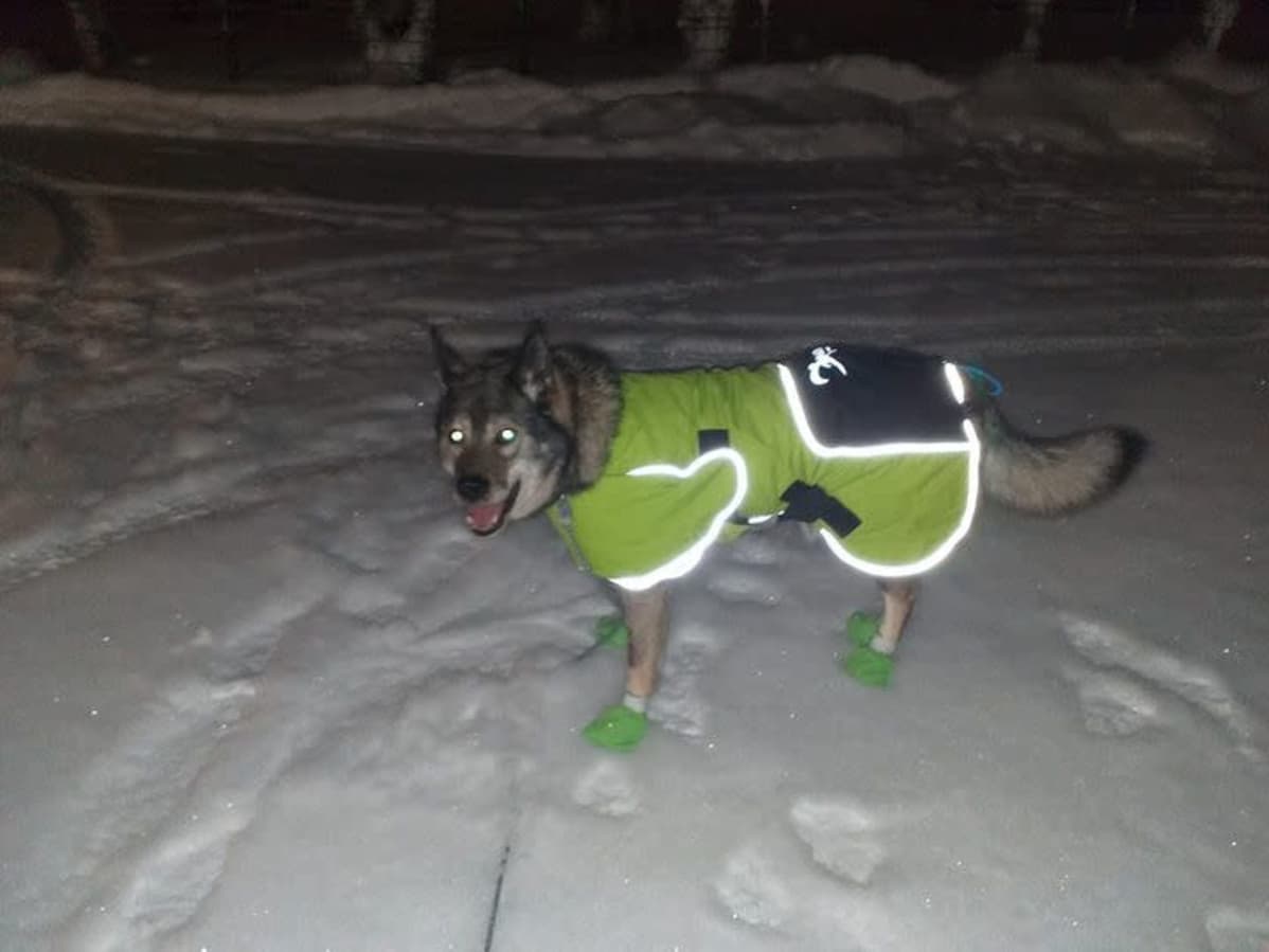 Saksanpaimenkoira keltaisessa toppaliivissä ja vihreissä tossuissa seisoo lumessa.