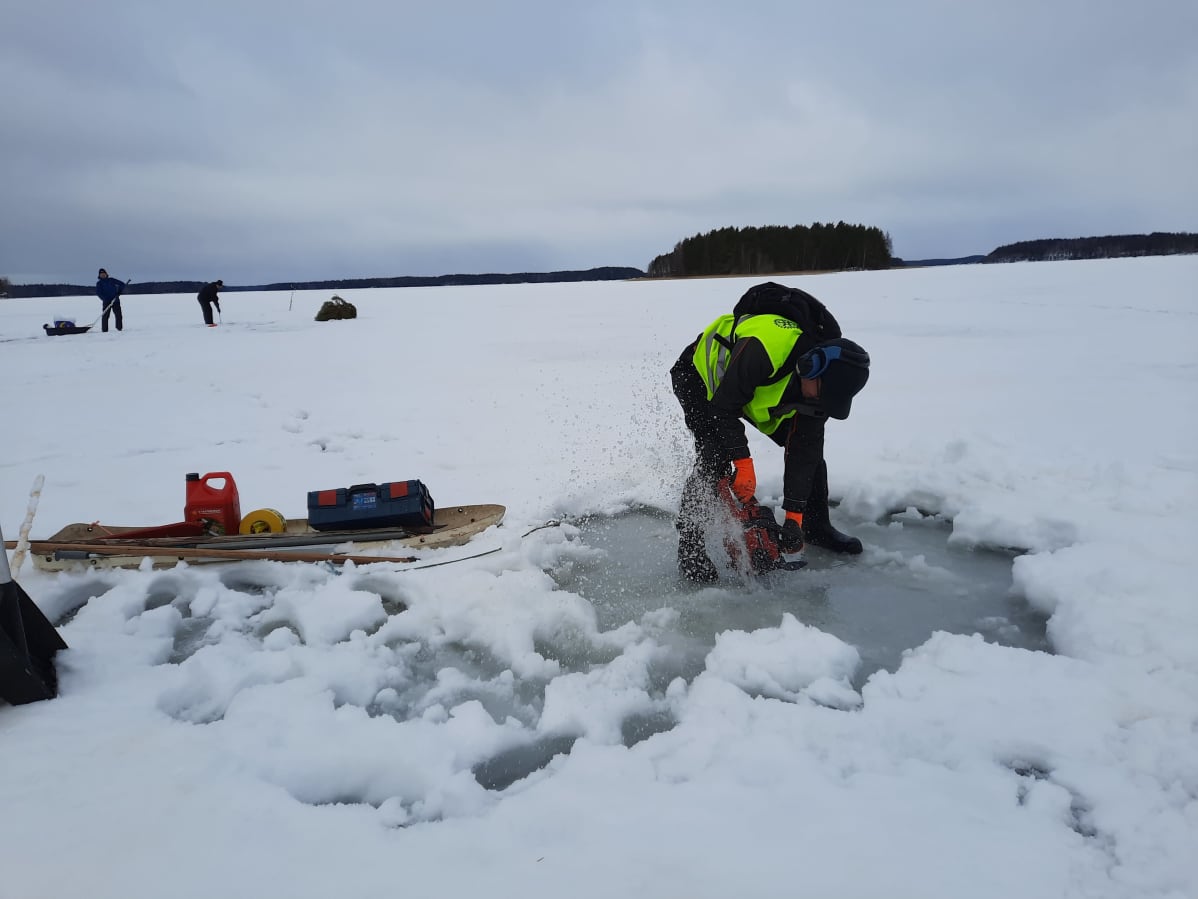 Talkoolainen sahaamassa avantoa joulukuusten upottamista varten Sunisenselällä Saimaalla