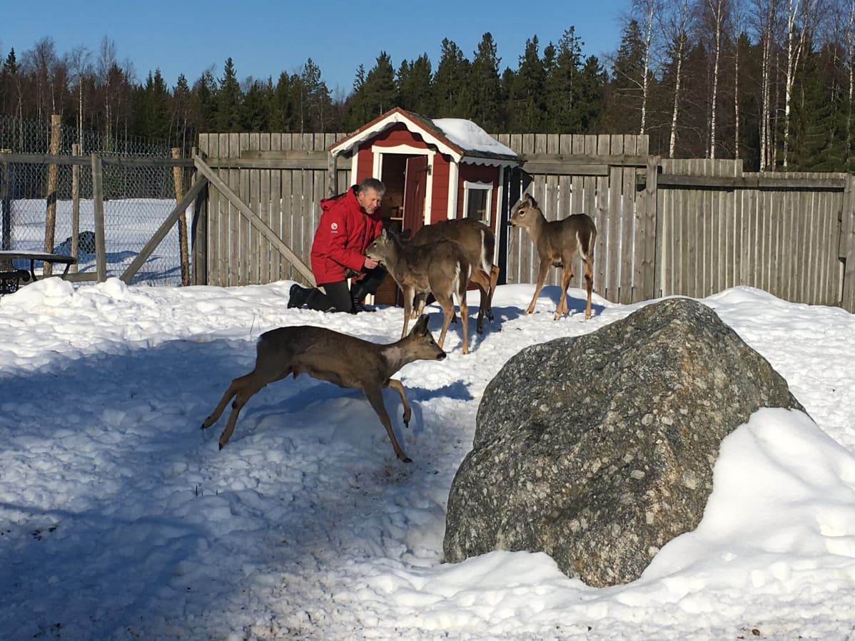Markku Harju ja valkohäntäpeurojen ja metsäkauriin seurassa