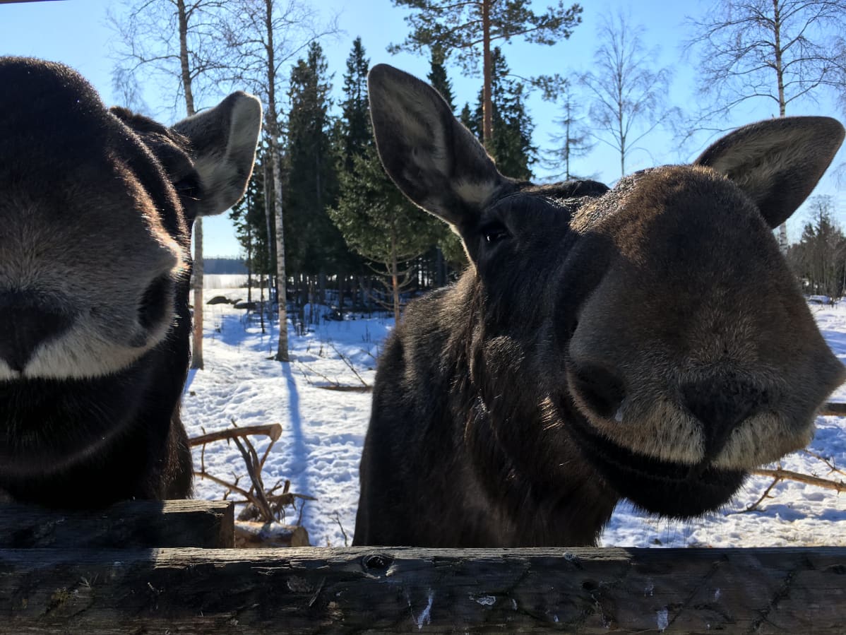 Kaksi hirveä
