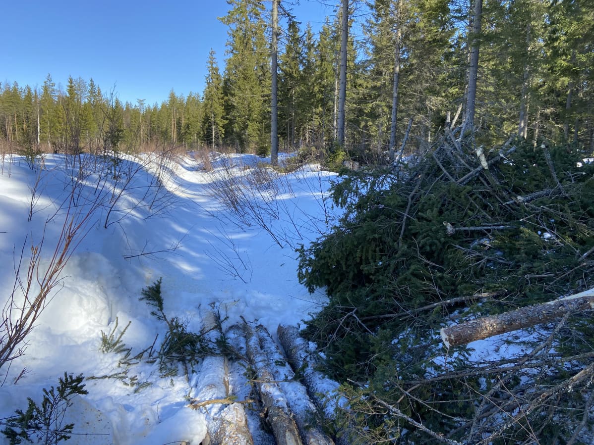 Metsäpalstojen välissä on kaivettu oja.