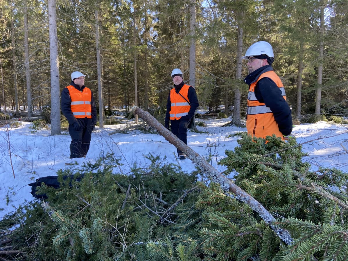 Kolme miestä seisoo metsän reunalla, metsästä on kaadettu puita.