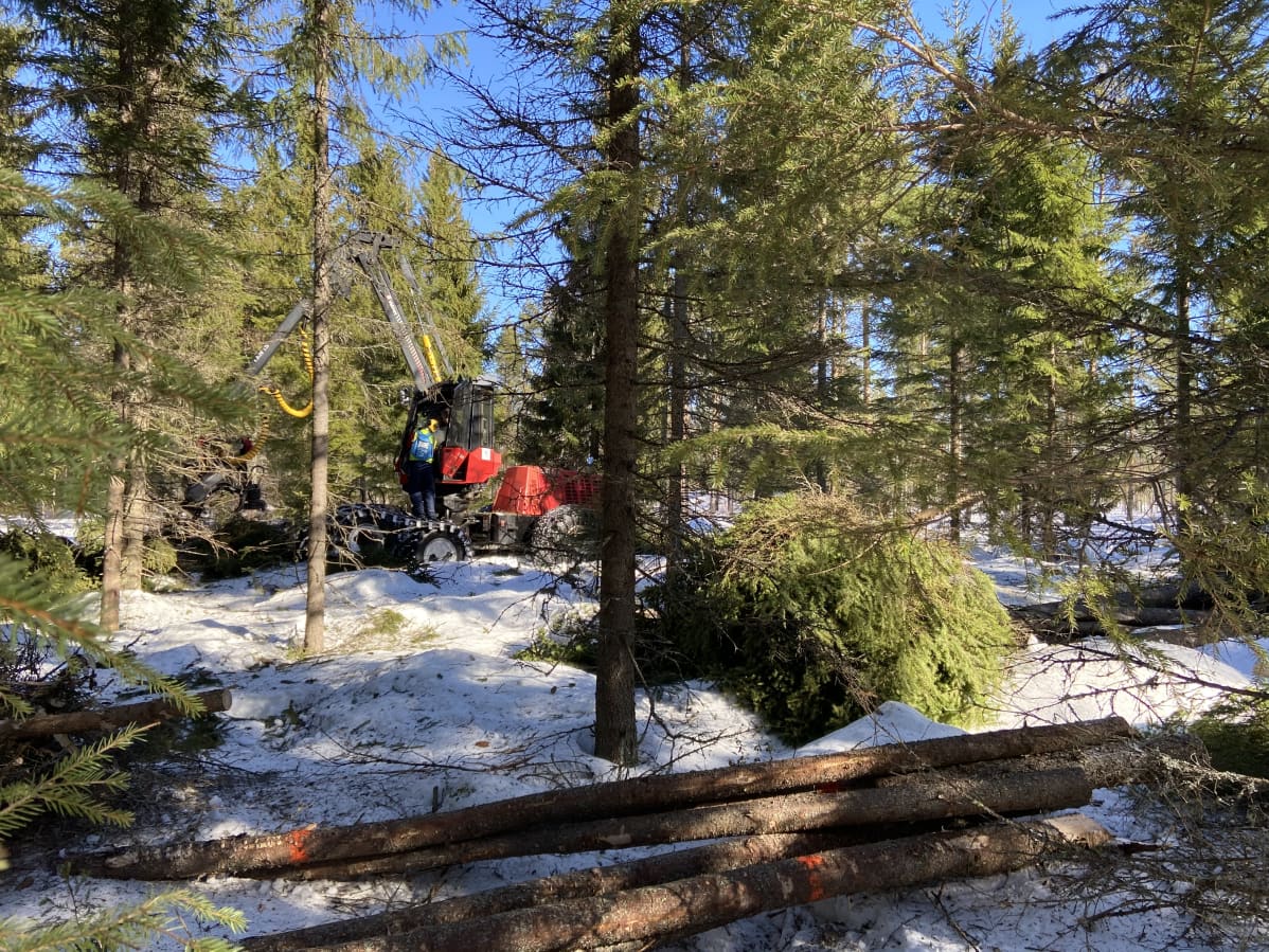 Metsäkone katkoo ja pilkkoo puita metsässä.