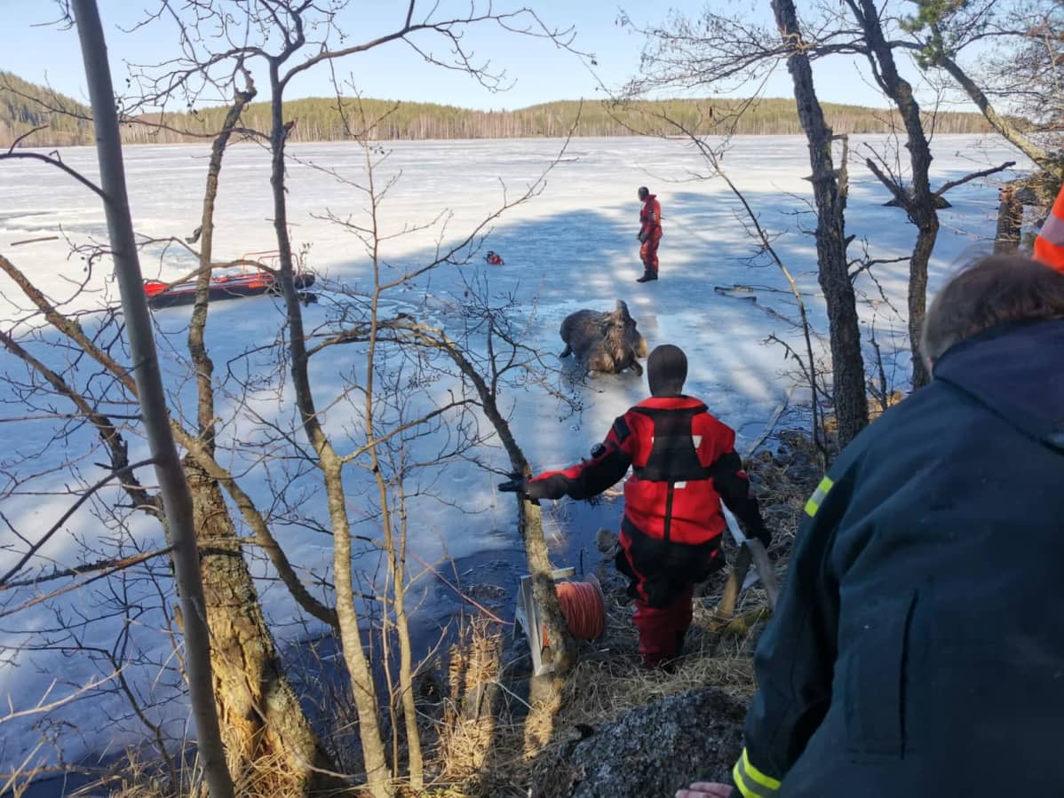 Etelä-Savon pelastuslaitoksen henkilökuntaa pelastetun hirven ympärillä.