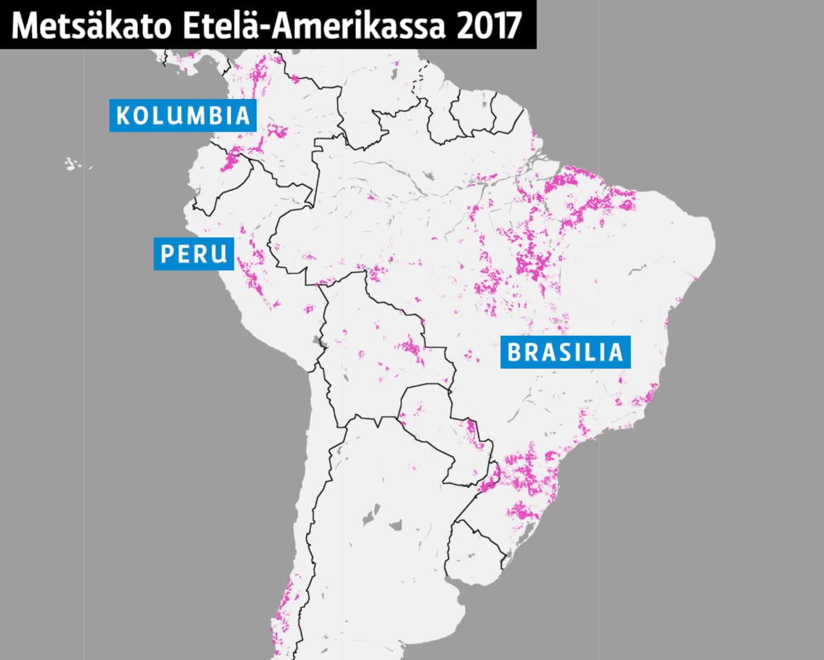 Metsäkato Etelä-Amerikassa