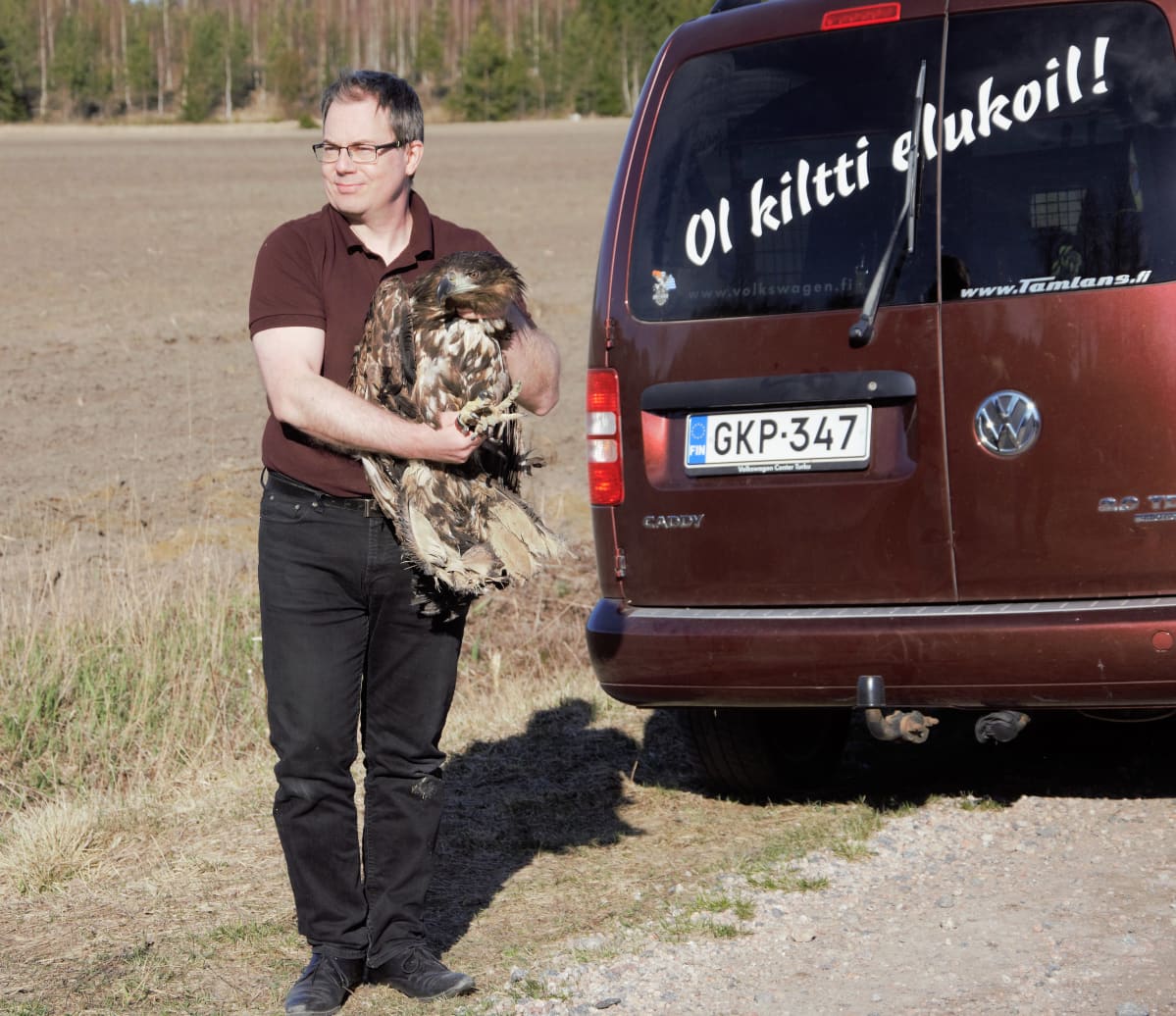 Lintuasiantuntija Jari Lehto vapauttamassa merikotkaa Pöytyällä