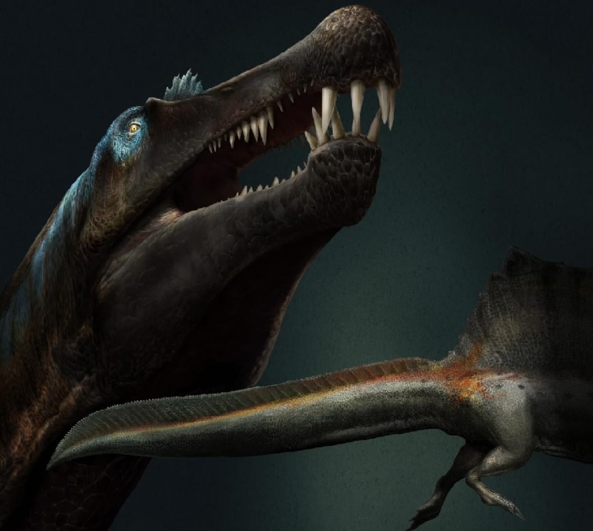 Piirroskuva dinosauruksen päästä kita avoinna sekä litteästä hännästä.