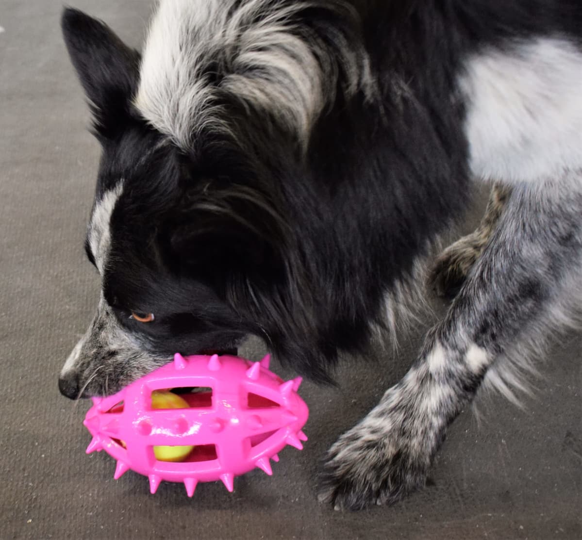 Bordercollie leikkii muovilelulla.
