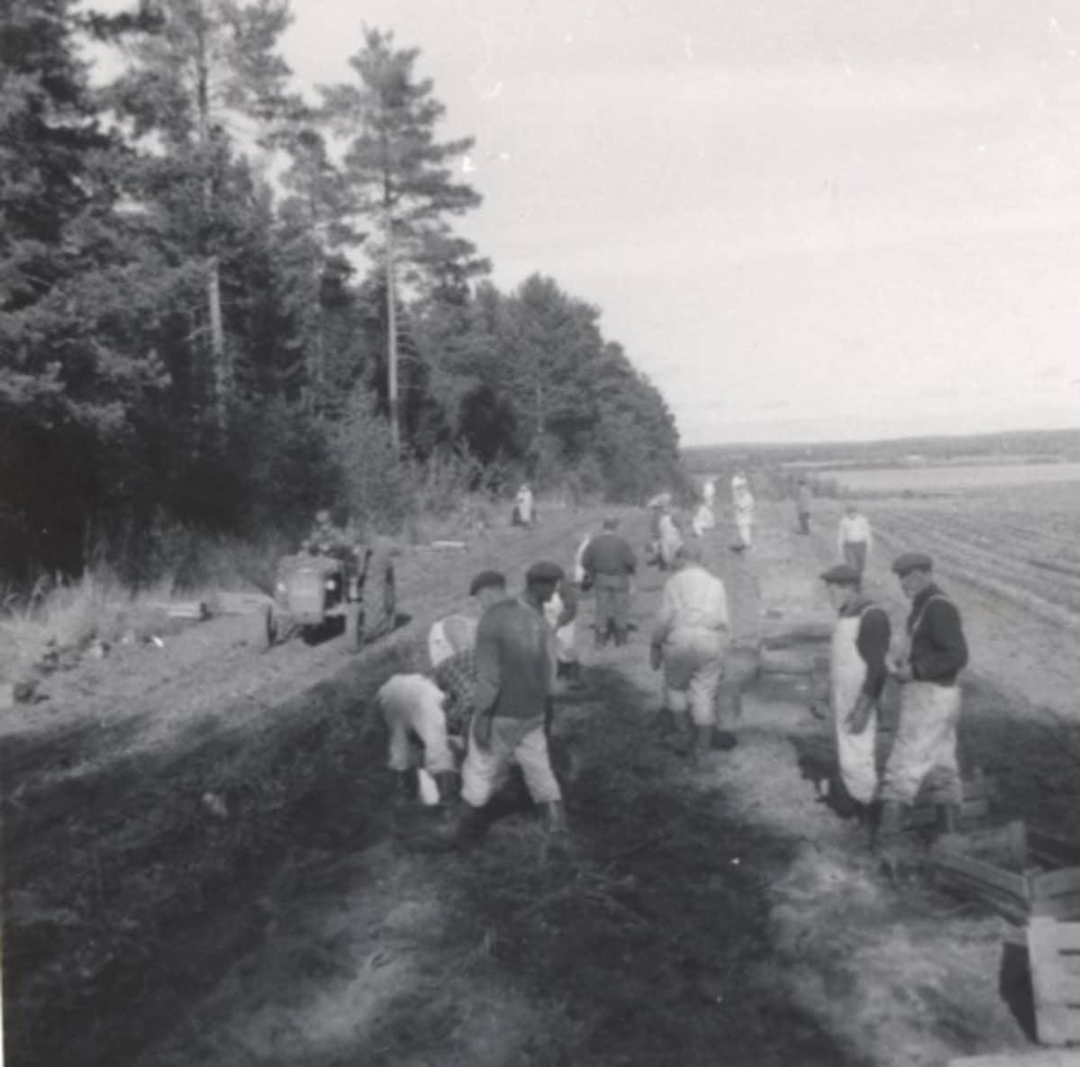 Psykiatrisen sairaalan potilaita peltotöissä 1960-luvulla