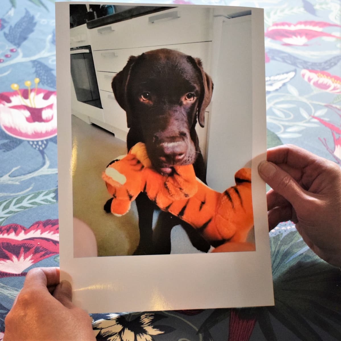 Valokuva labradorinnoutaja Hannusta