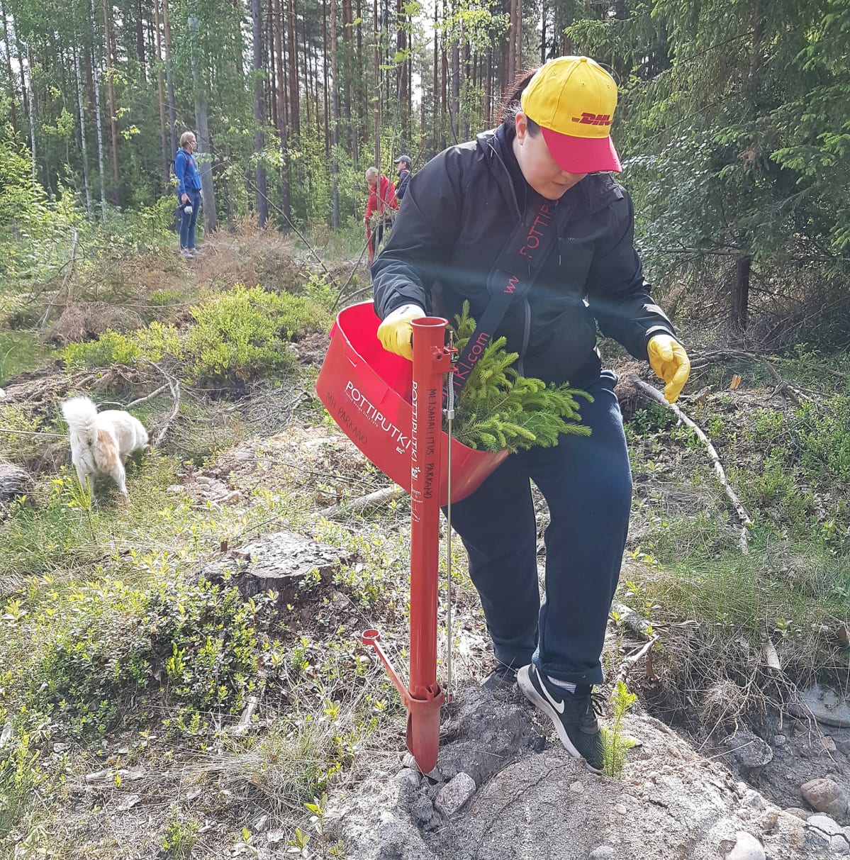 Uuden taimikon istutusta.