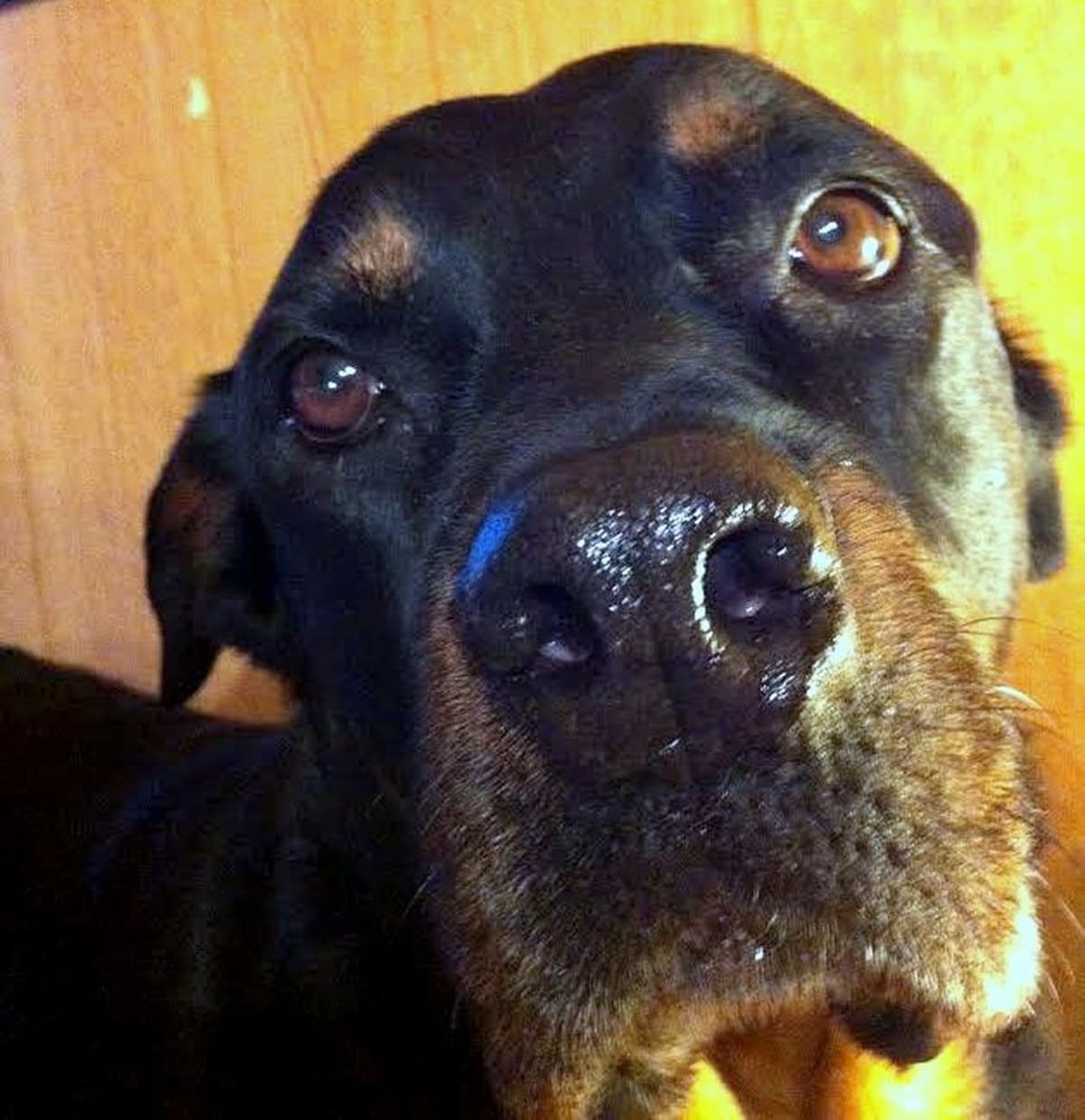 Rottweiler Pimu