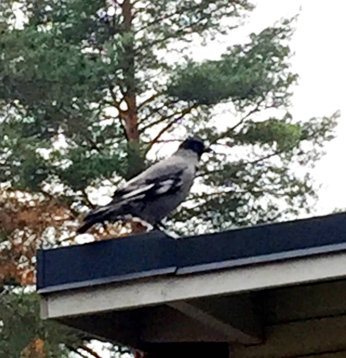 Värivikainen varis Seinäjoella.