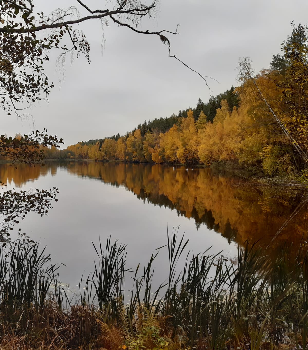 Syksyinen metsälampi, jolla uiskentelee joutsenia.