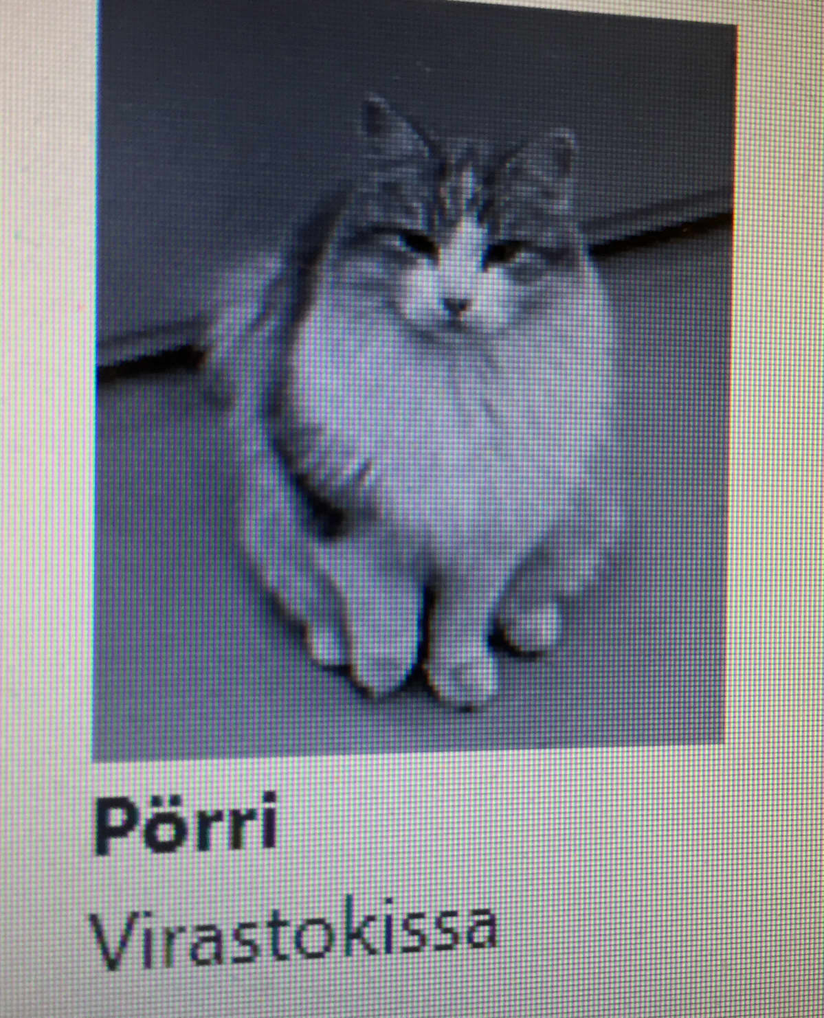 pörri netissä