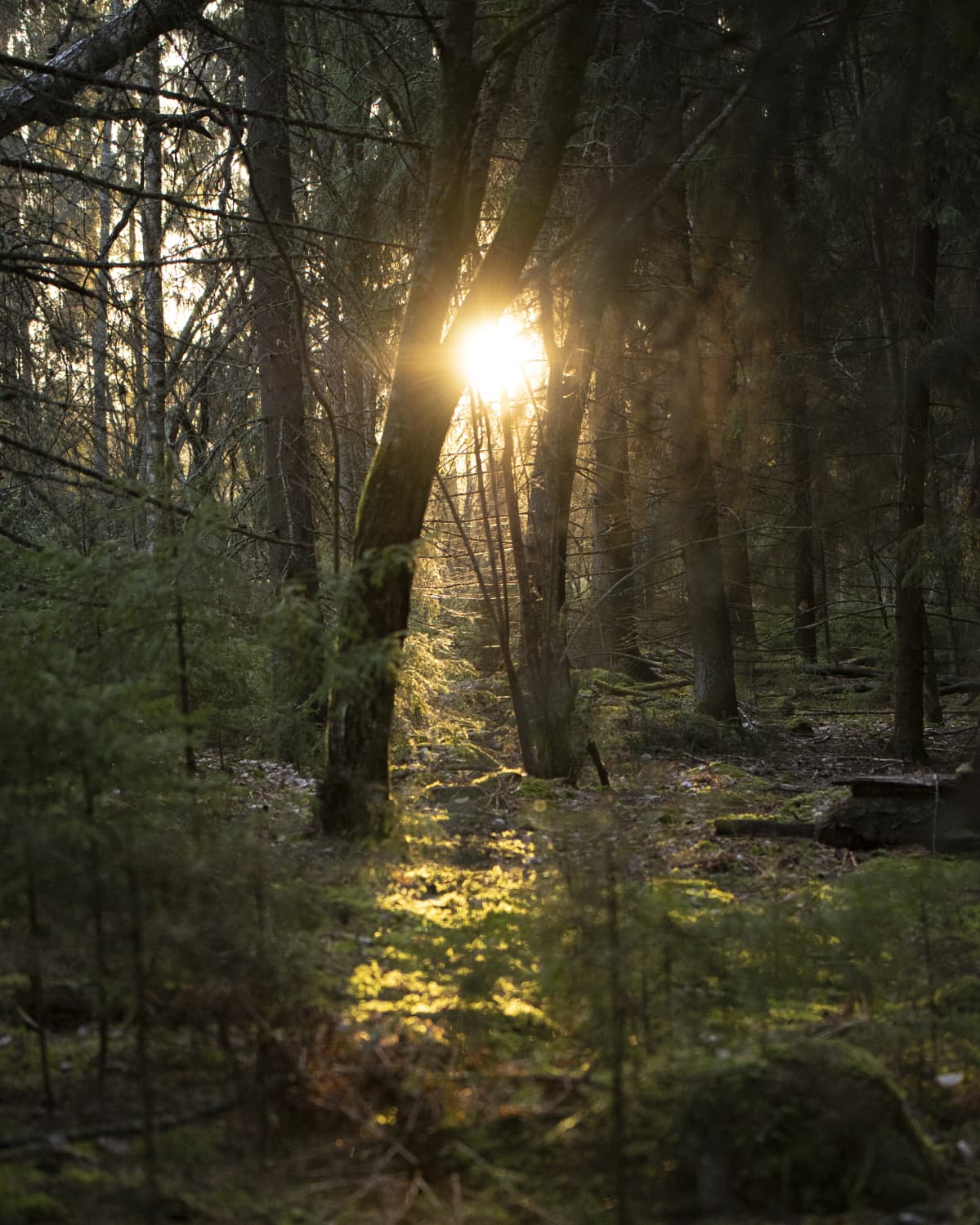 metsä aamuauringossa