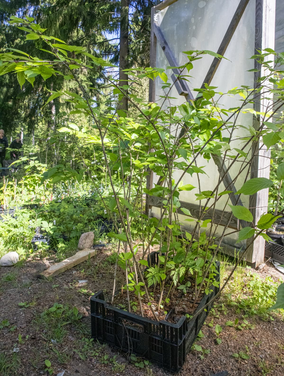 Kirsikkapuun taimia Arboretum Mustilassa.