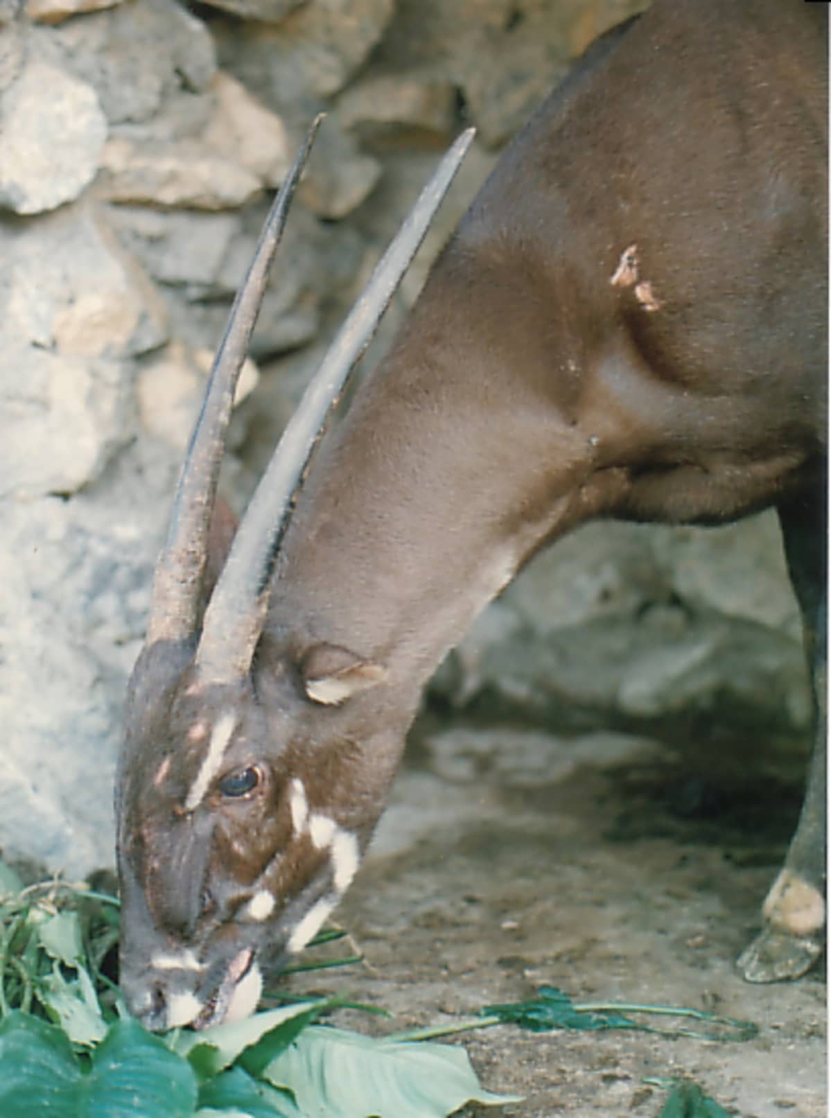 Naarassaola kuvattuna Laosissa vuonna 1996.