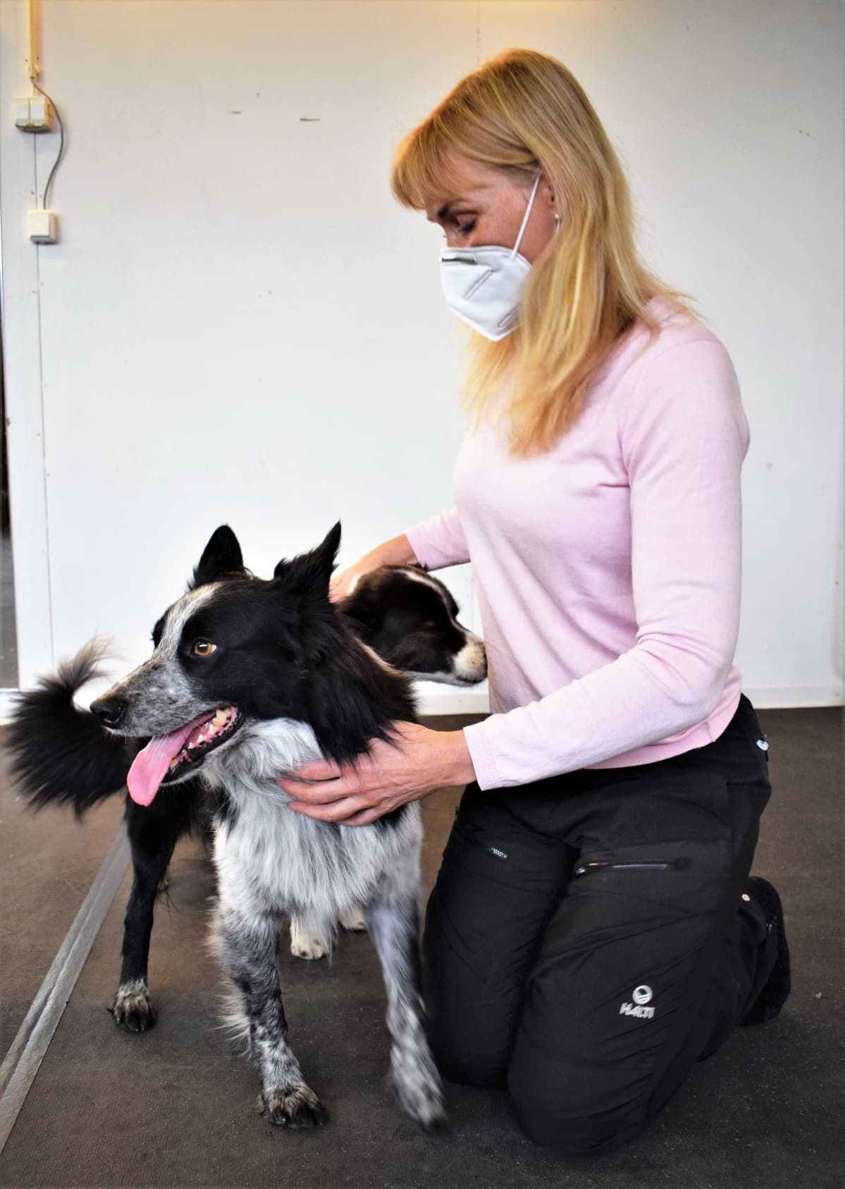 Koiranomi Paula Speer kahden bordercollie-koiransa kanssa.