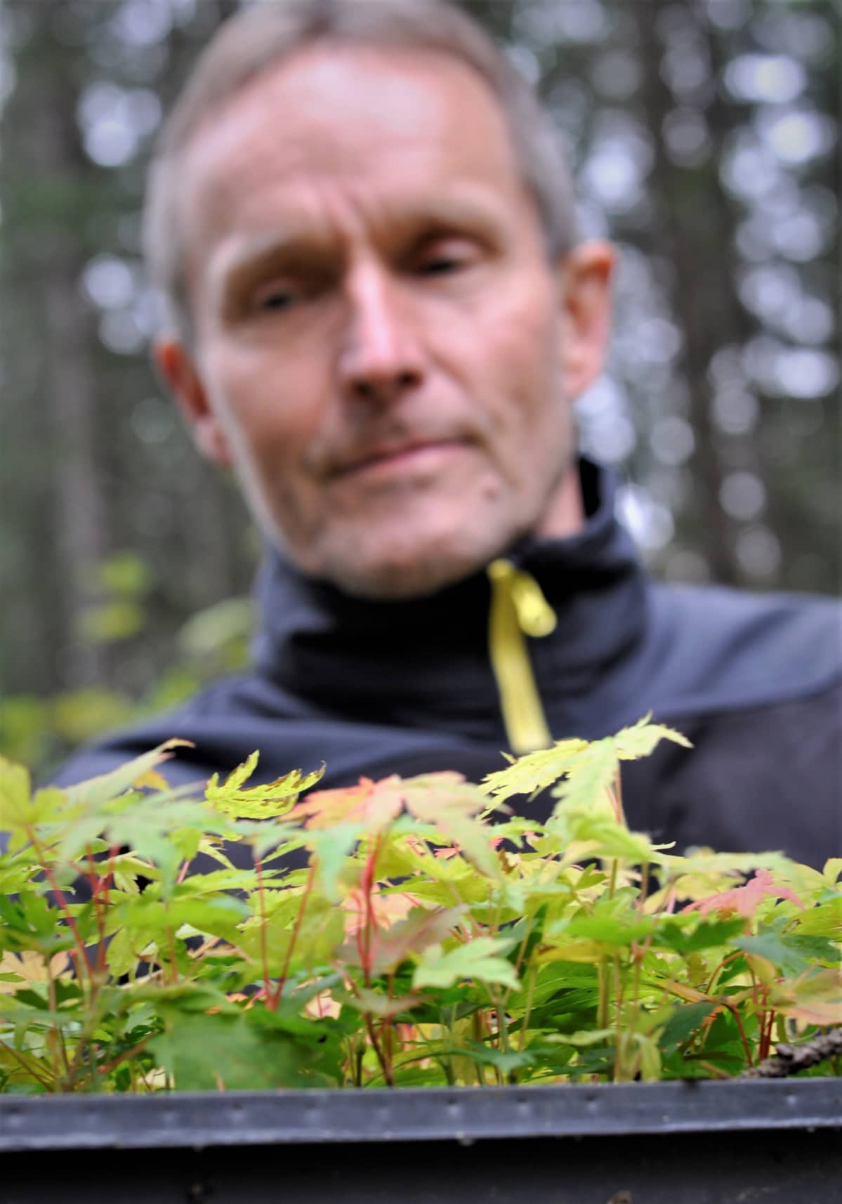 Pieniä vaahteran taimia laatikossa.