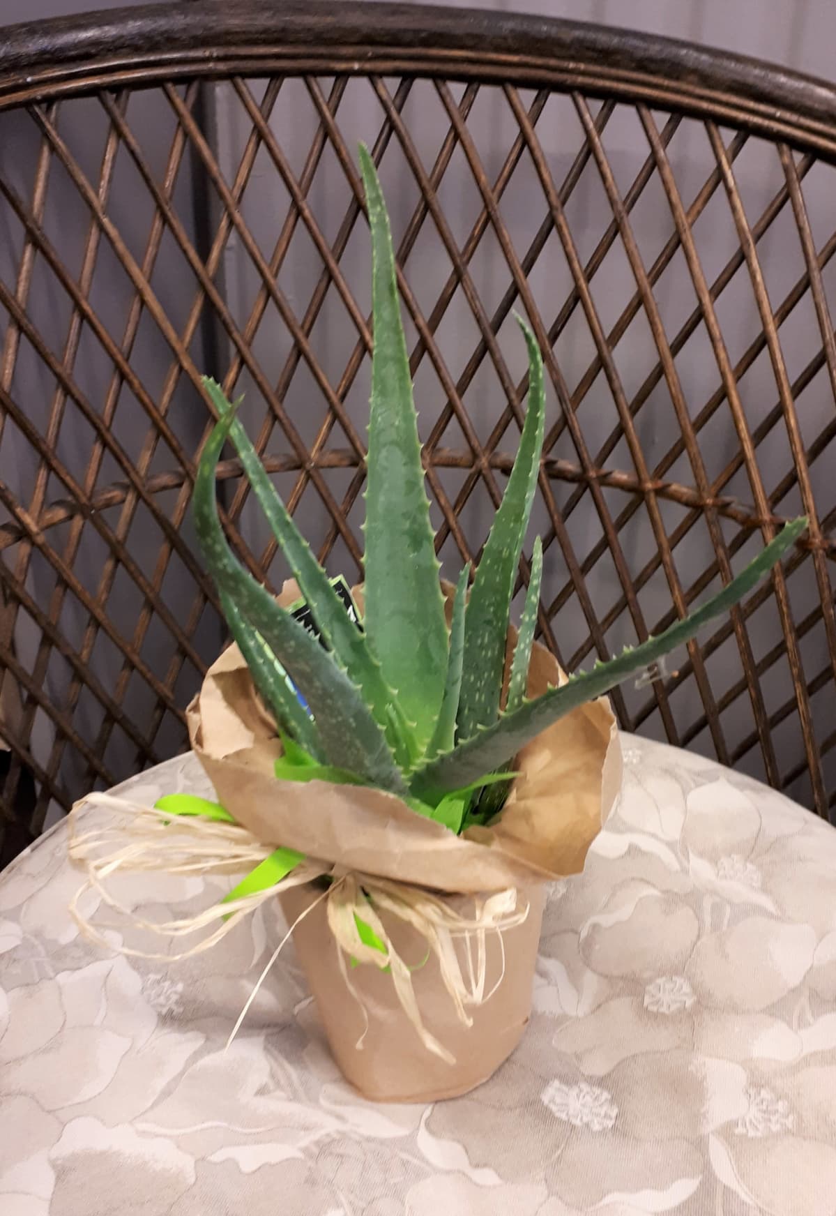 aaloe ruukussa