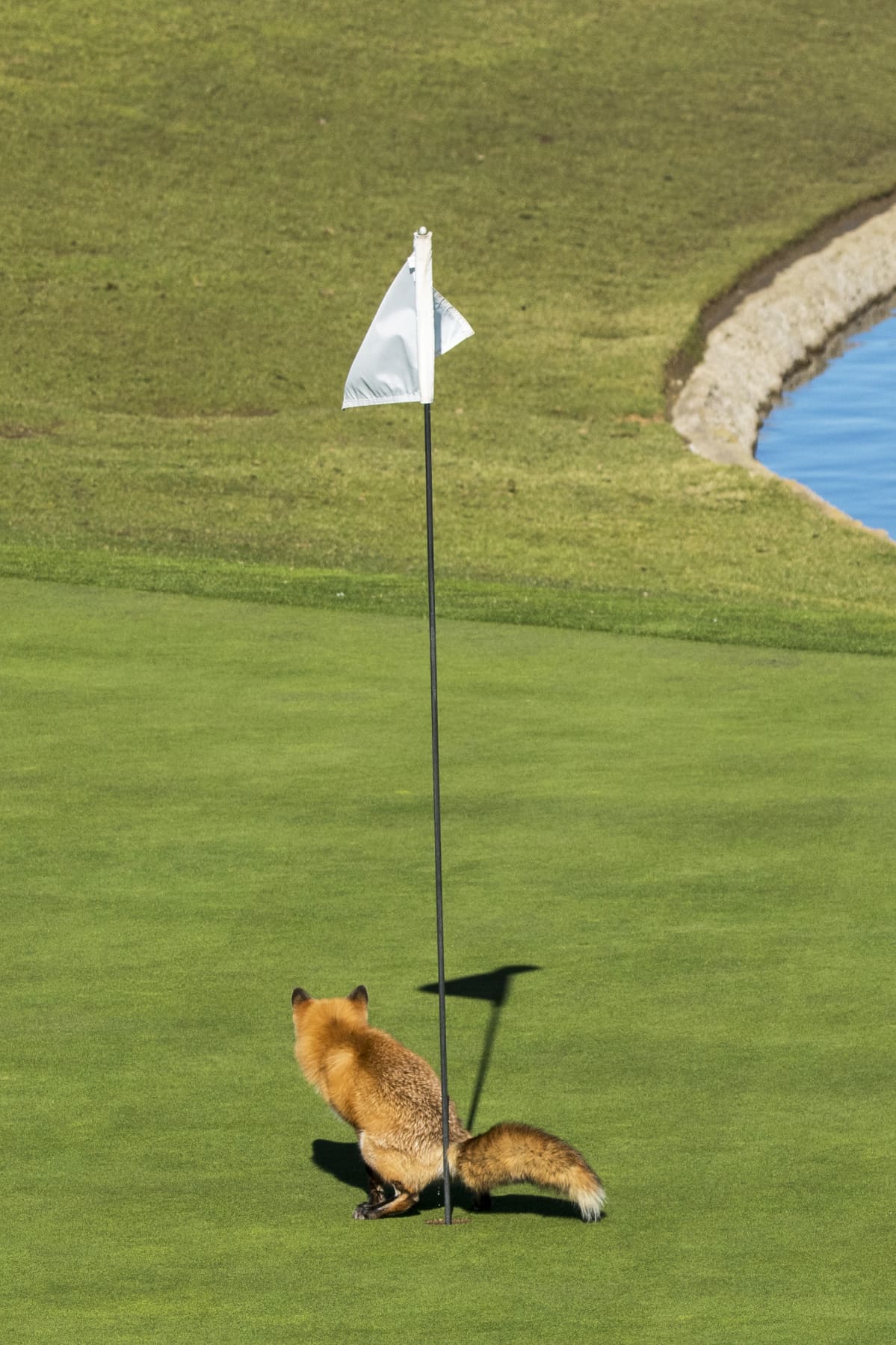 Kettu tarpeillaan golfkentän viheriöllä.