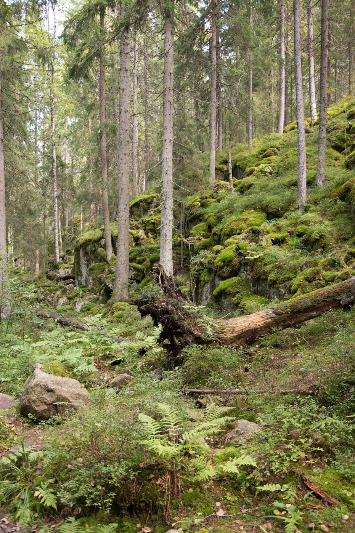 Nuuksion kansallispuisto