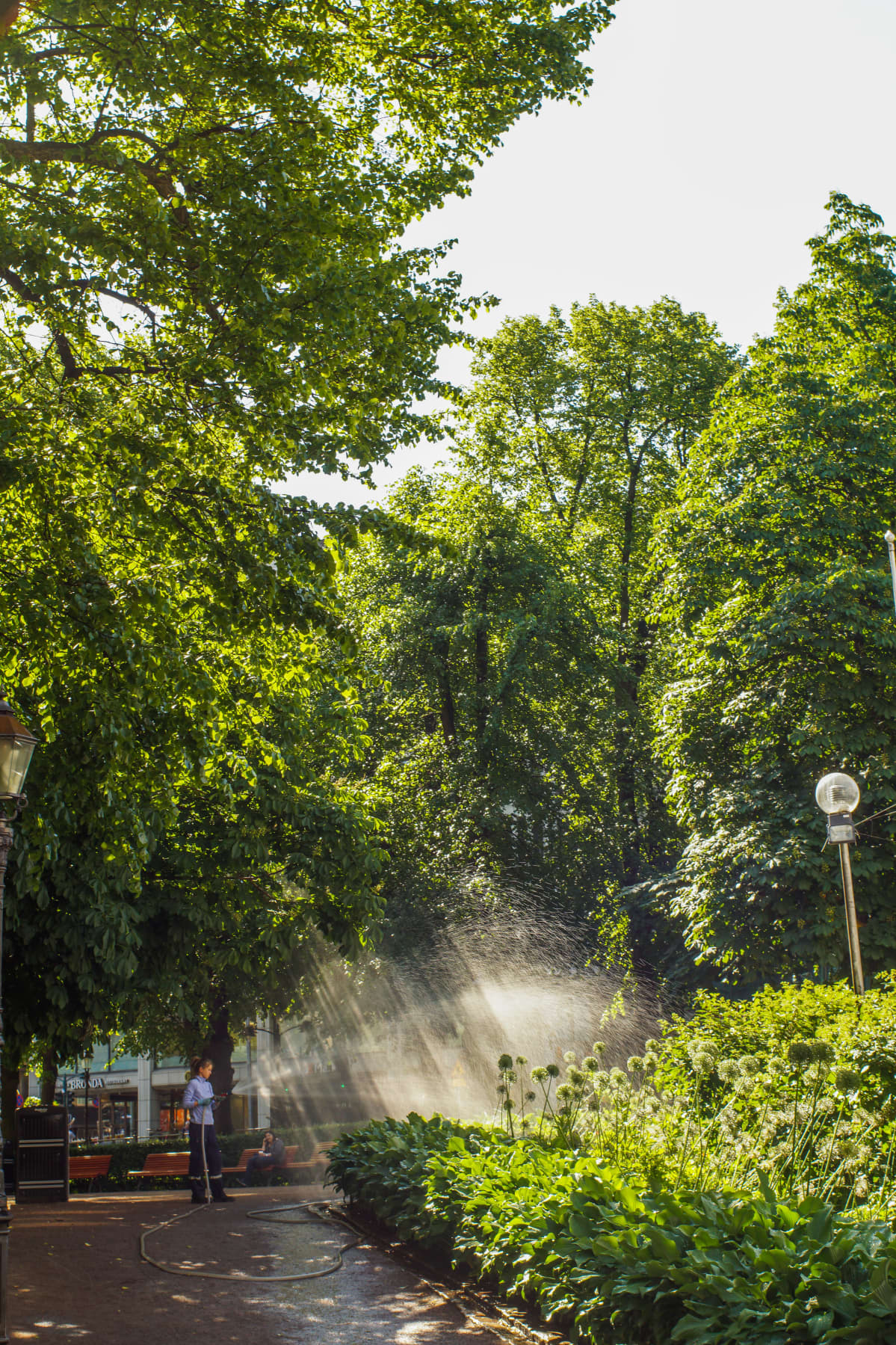 Parkarbetare som vattnar rabatter i Esplanadparken i Helsingfors.
