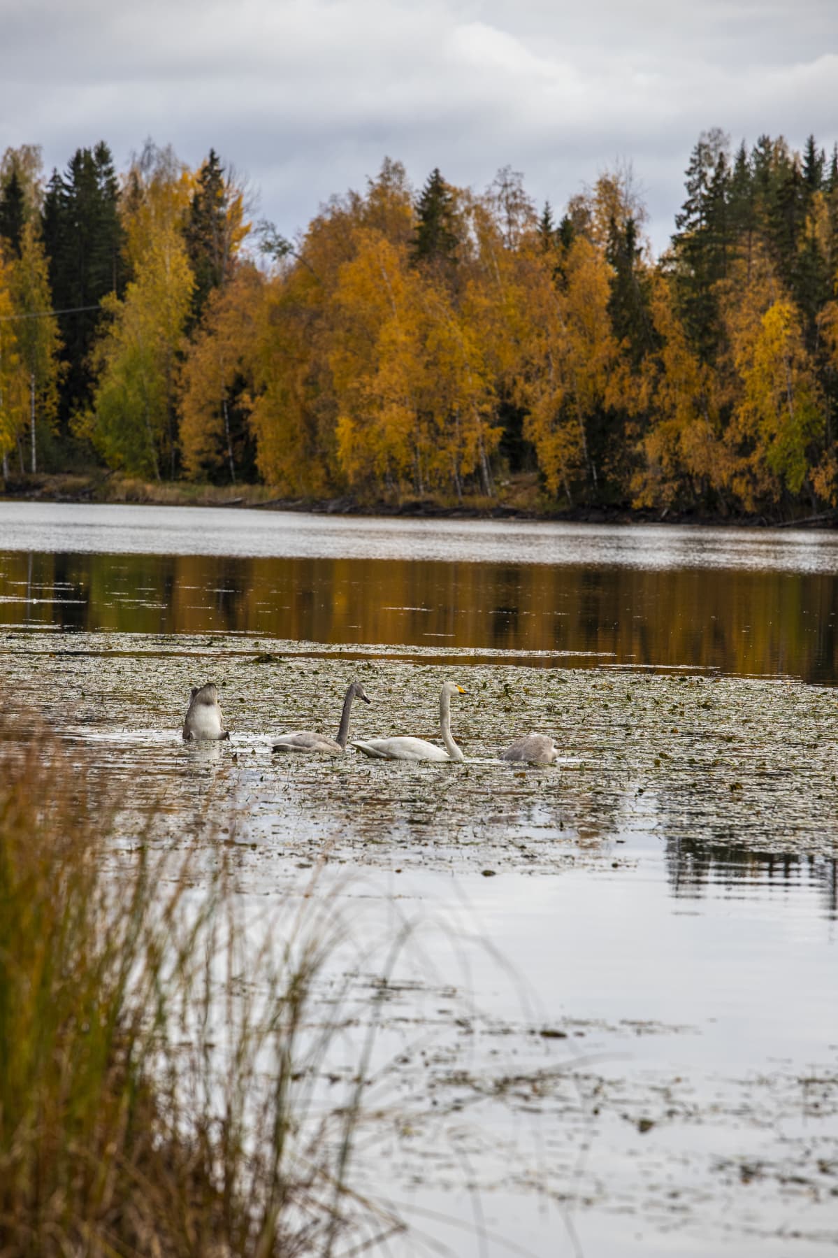 Joutsenia ruskan ympäröimällä lammella.