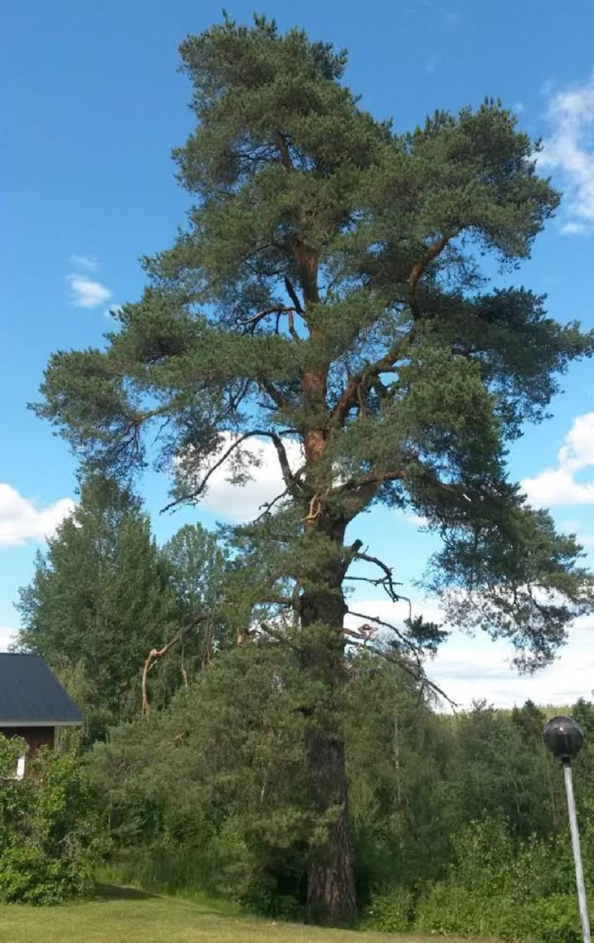 Vanha ja suuri mänty rauhoitetaan luonnonmuistomerkiksi Iisalmessa.