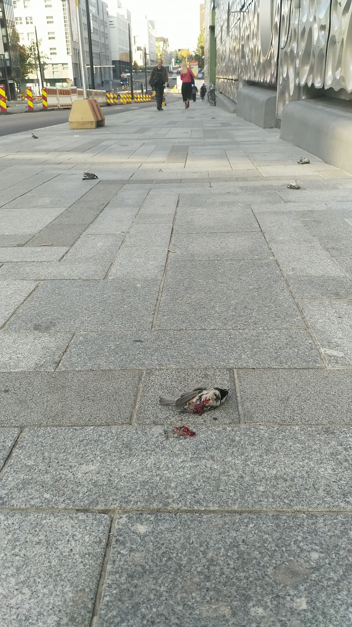 Kuusitiaisia on ohikulkijoiden mukaan tipahdellut Triplan viereiselle jalkakäytävälle jo useampana päivänä.
