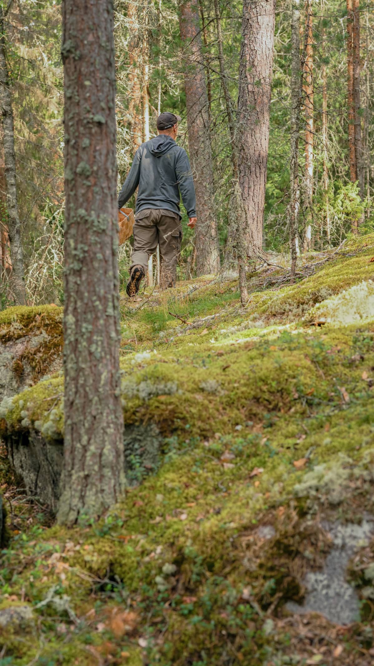 Panu Halme kävelee metsässä.