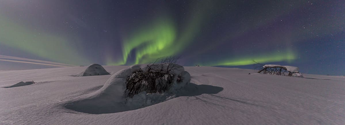 Koivut rutussa