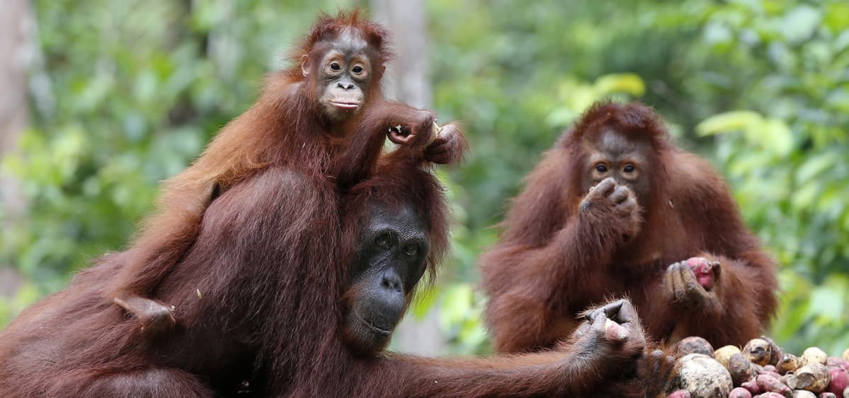epa03909616 Orangutans at a feeding platform at Camp Leakey in Tanjung Puting National Park in Kalimantan (Indonesian Borneo), Indonesia, 03 September 2013. Orangutan babies are nurtured for long periods unusual in the animal world, staying close for seven or eight years. Orangutans are an endangered species and live only in Borneo and Sumatra, where their numbers are in severe decline. Habitat destruction is the main threat, with logging and clearing of their natural habitat for agriculture and palm oil plantations, as well as mining and forest fires causing the most damage. EPA/BARBARA WALTON