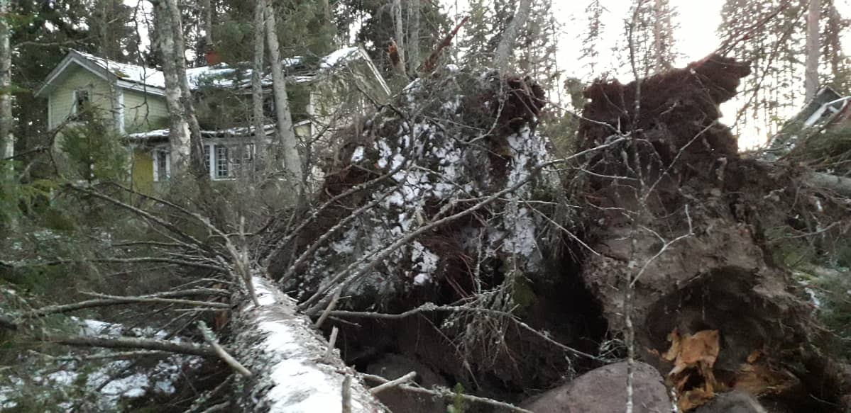 Vindfall vid Nelins villa.