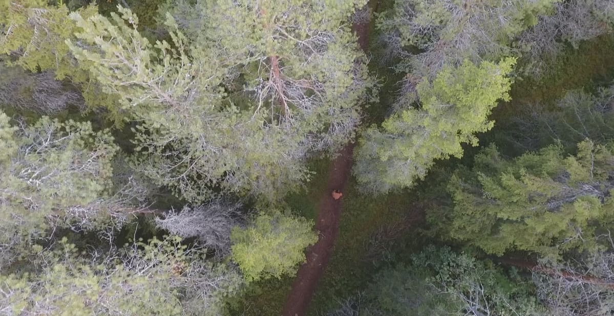 ilmakuva metsästä