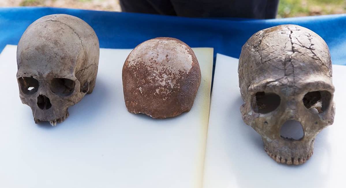Homo sapiensin ja Neanderthalin kallot pöydällä