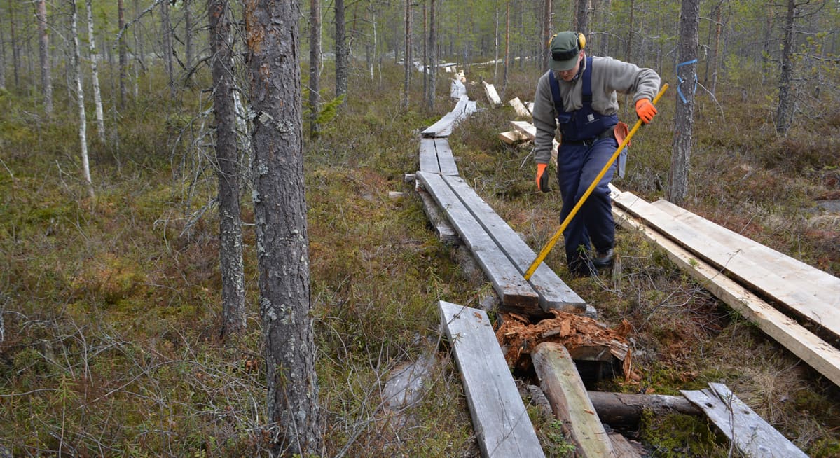 Talkoolainen purkaa rautakangella vanhoja pitkospuita.