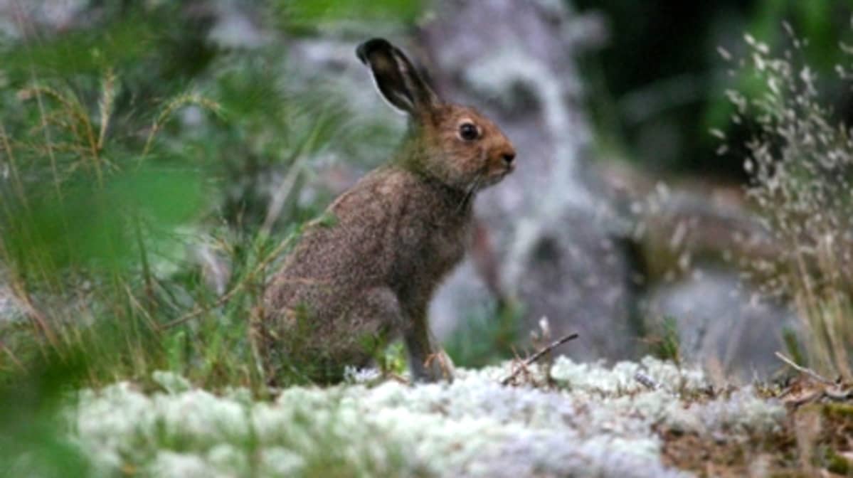 metsäjänis kesäturkissa