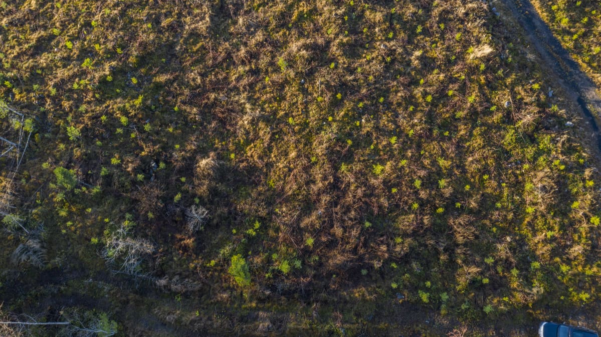 taimi metsä ylhäältä ilmasta