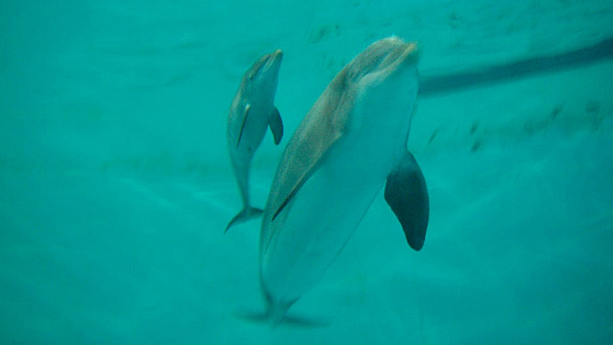 mustat naiset imee perse