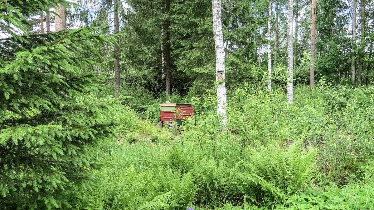 Mehiläispesä Katriina Laukkasen pihalla.