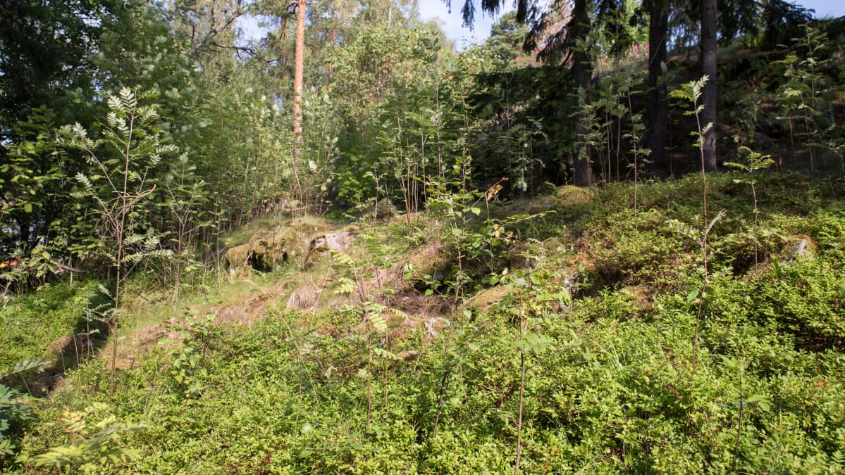 Kivivalli linnavuoren rinteellä