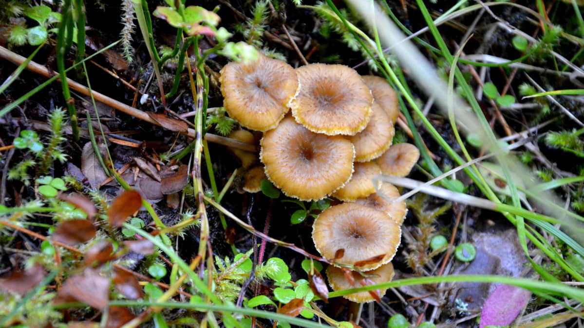 Suppilovahveroita lokakuisessa metsässä.