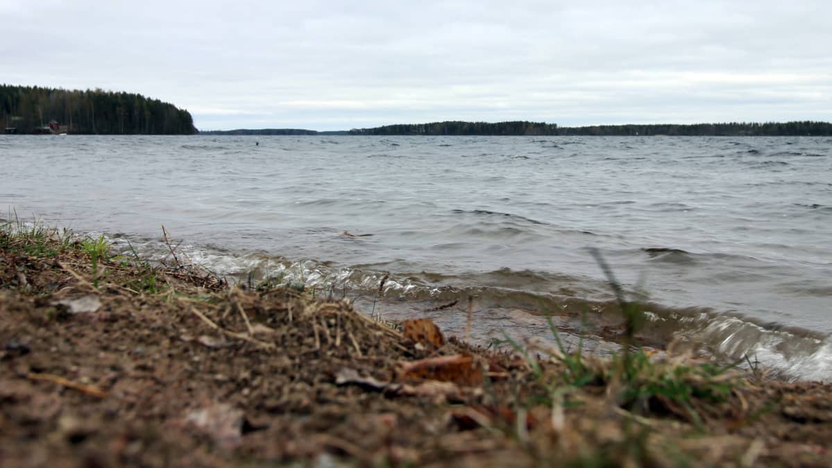 Vuohijärven rantaa.