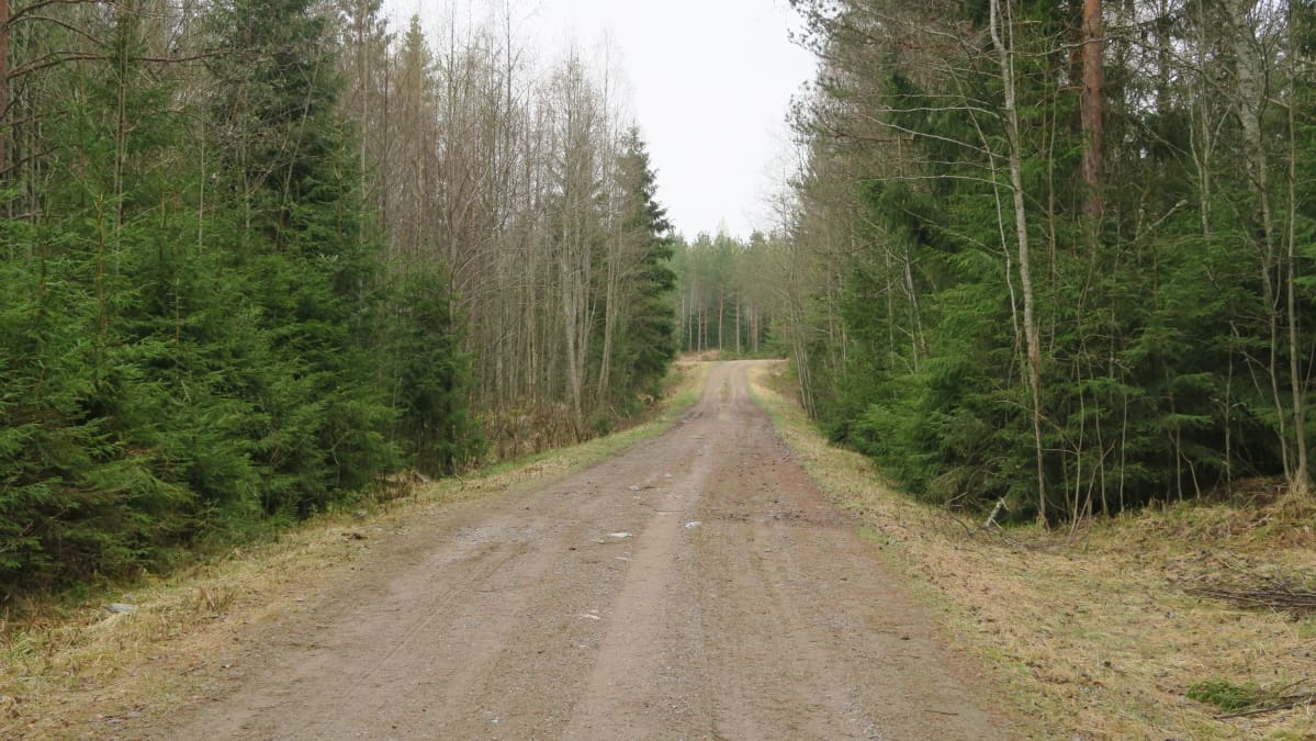 Kuvassa metsäautotie