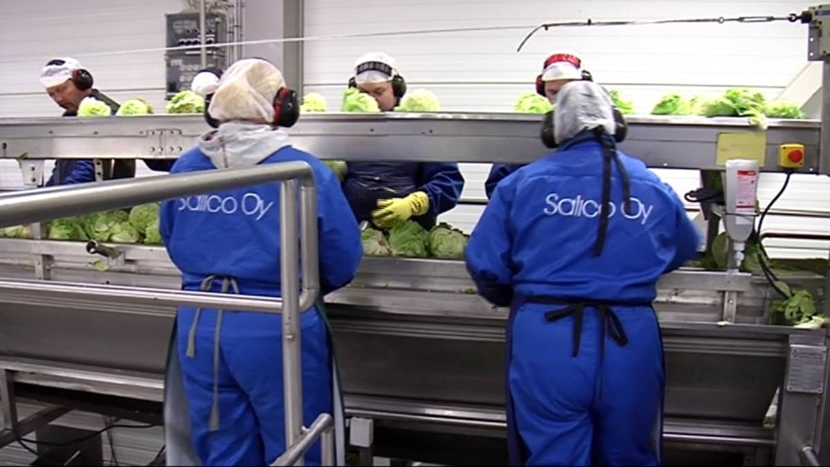 Työntekijät salaattilinjastolla