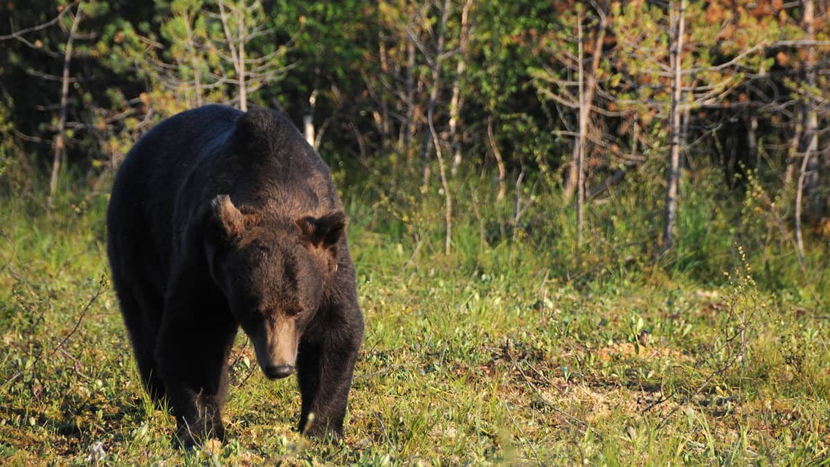 Karhu kävelee eteenpäin metsän reunalla.
