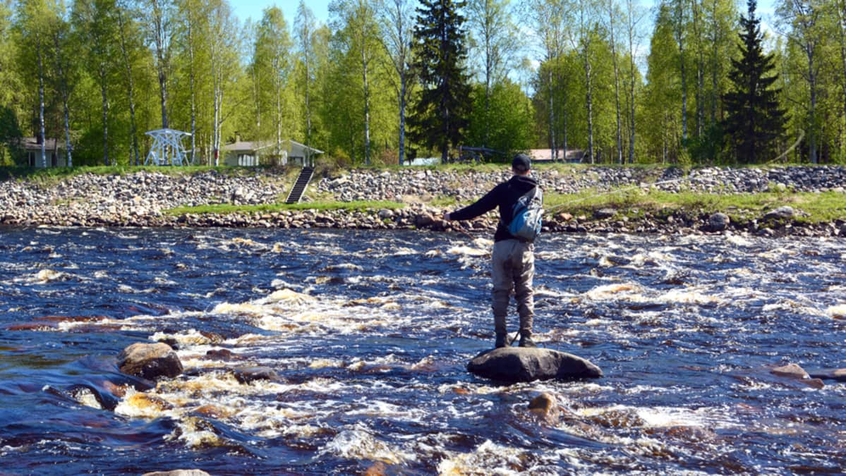 simojoki kalastus 2019 simojoki kalastus 2019